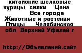 китайские шелковые курицы (силки) › Цена ­ 2 500 - Все города Животные и растения » Птицы   . Челябинская обл.,Верхний Уфалей г.